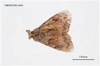 藏品(L紋灰舞毒蛾)的圖片